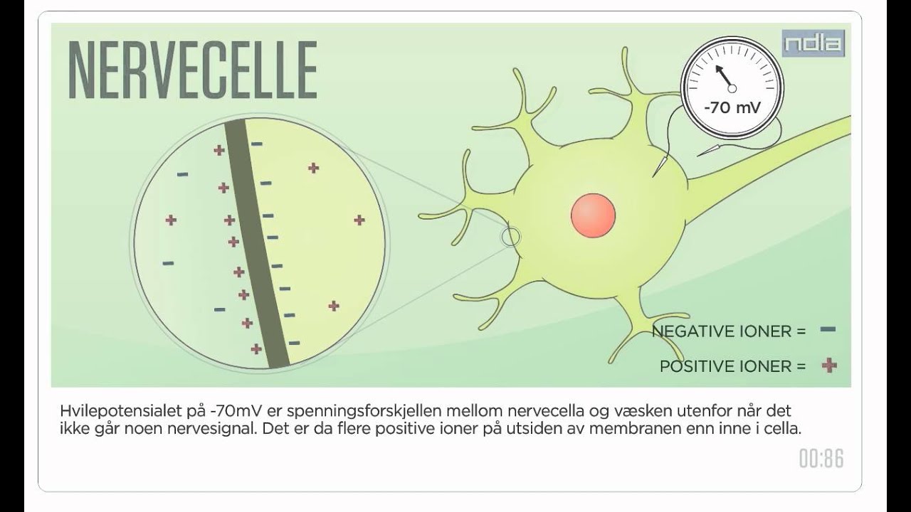 Membranpotensialet