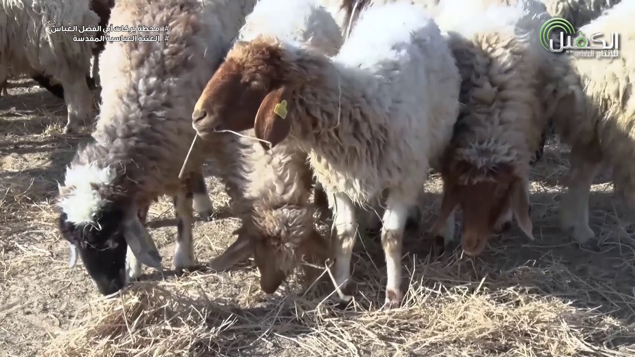 محطة بركات أبي الفضل العباس (ع) لتربية الاغنام والعجول والدواجن التابعة للعتبة العباسية المقدسة