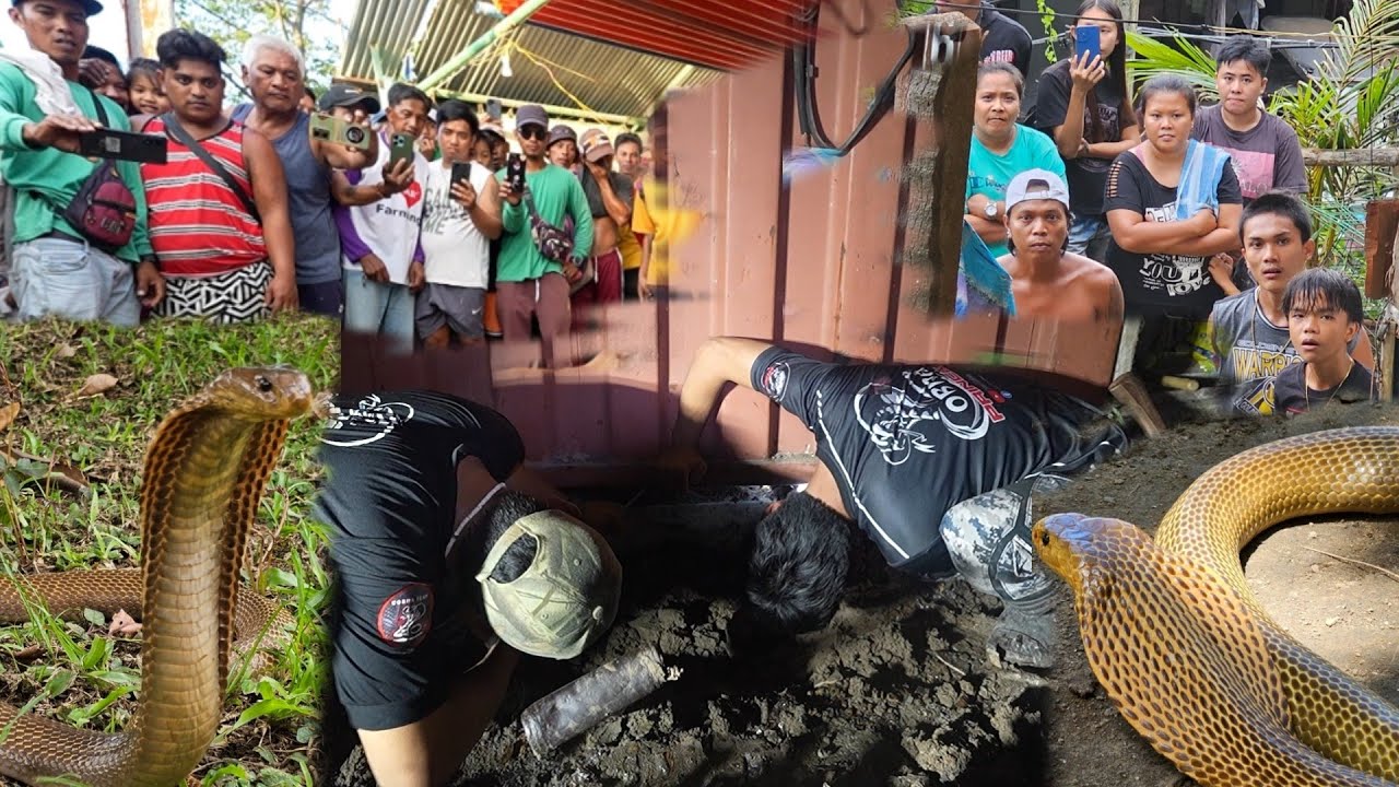 KINAIN AT TINUKLAW  NANG NAGLALAKIHAN COBRA SA UNISAN QUEZON