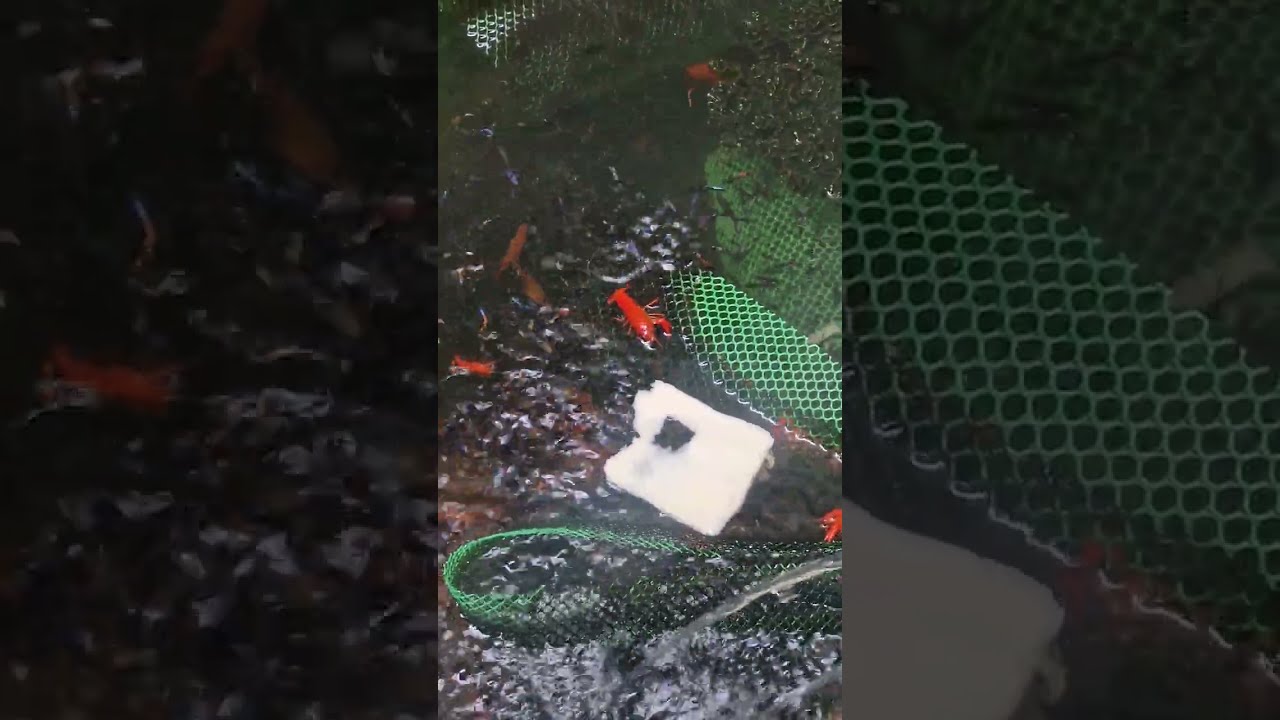 Good morning po sa mga fish lovers dyan! Feeding time po tayo sa mga cute aqua pets natin!