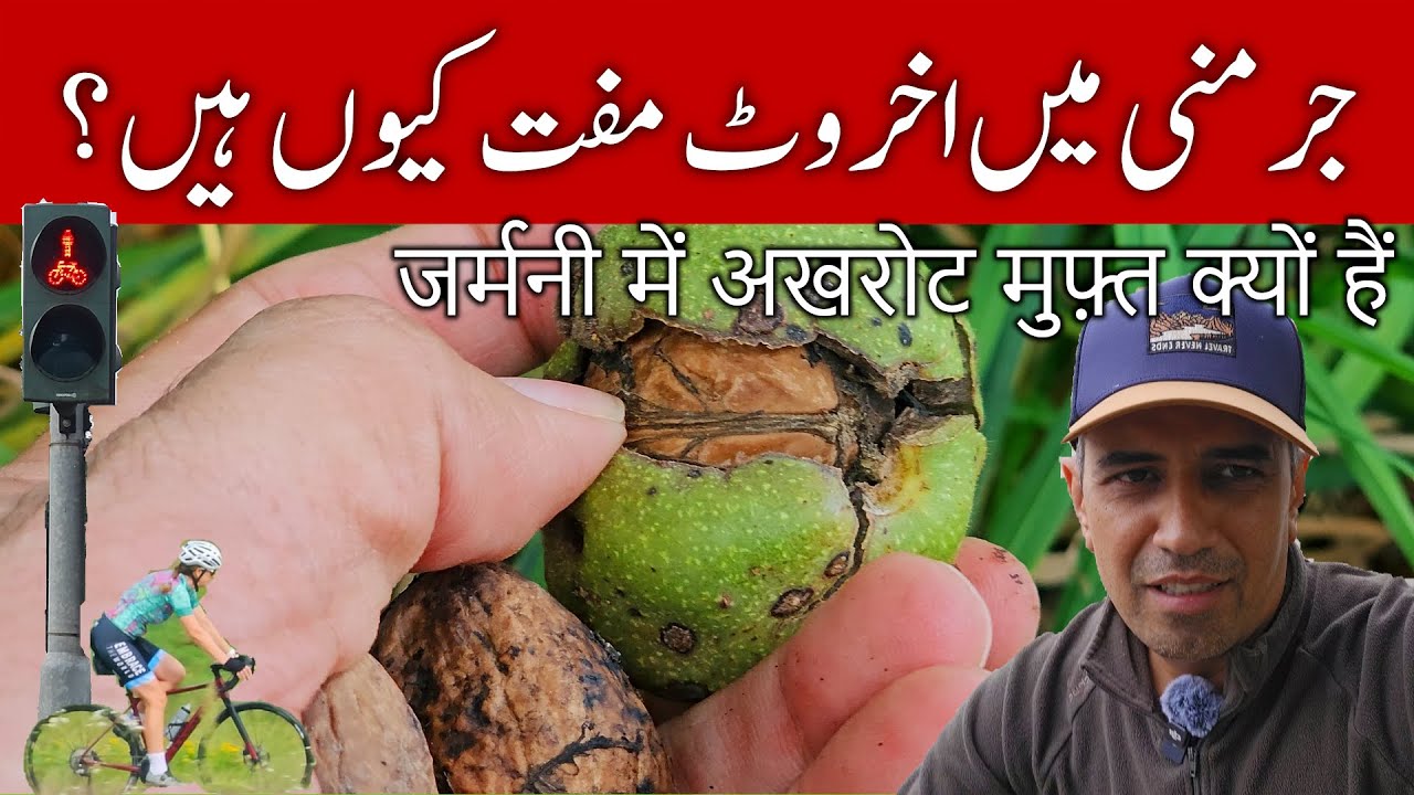 Why are Wallnuts free in Germany? Cycling Infrastructure in Germany