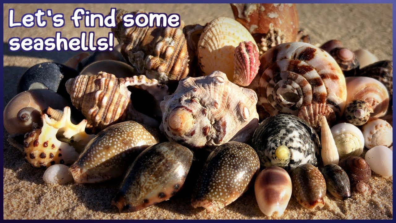 Finding Seashells at Low Tide | The Shell That Got Away... #shelling #shell