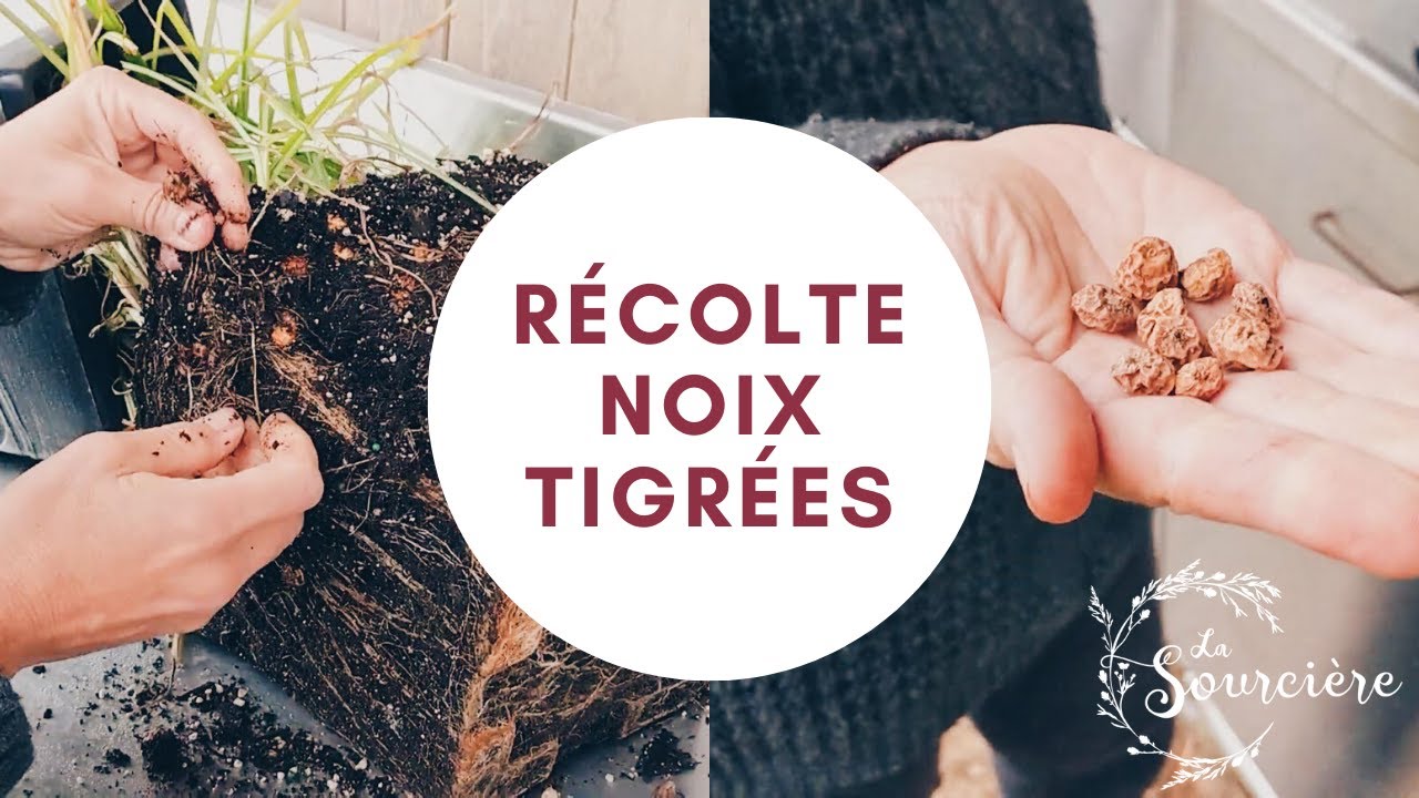 Comment cultiver les noix tigr&eacute;es ou souchet comestible (Cyperus esculentus)