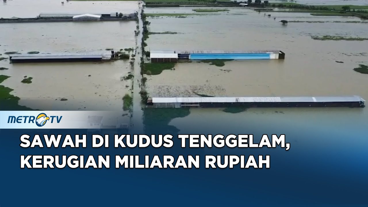 Sawah Jadi Lautan, Petani Kudus Terancam Gagal Panen