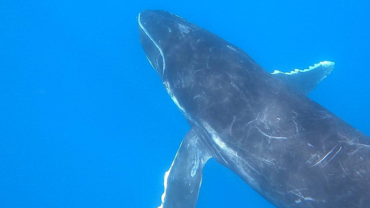 I Swim With Huge Whales | Hidden Story Of How It Works | World Tour