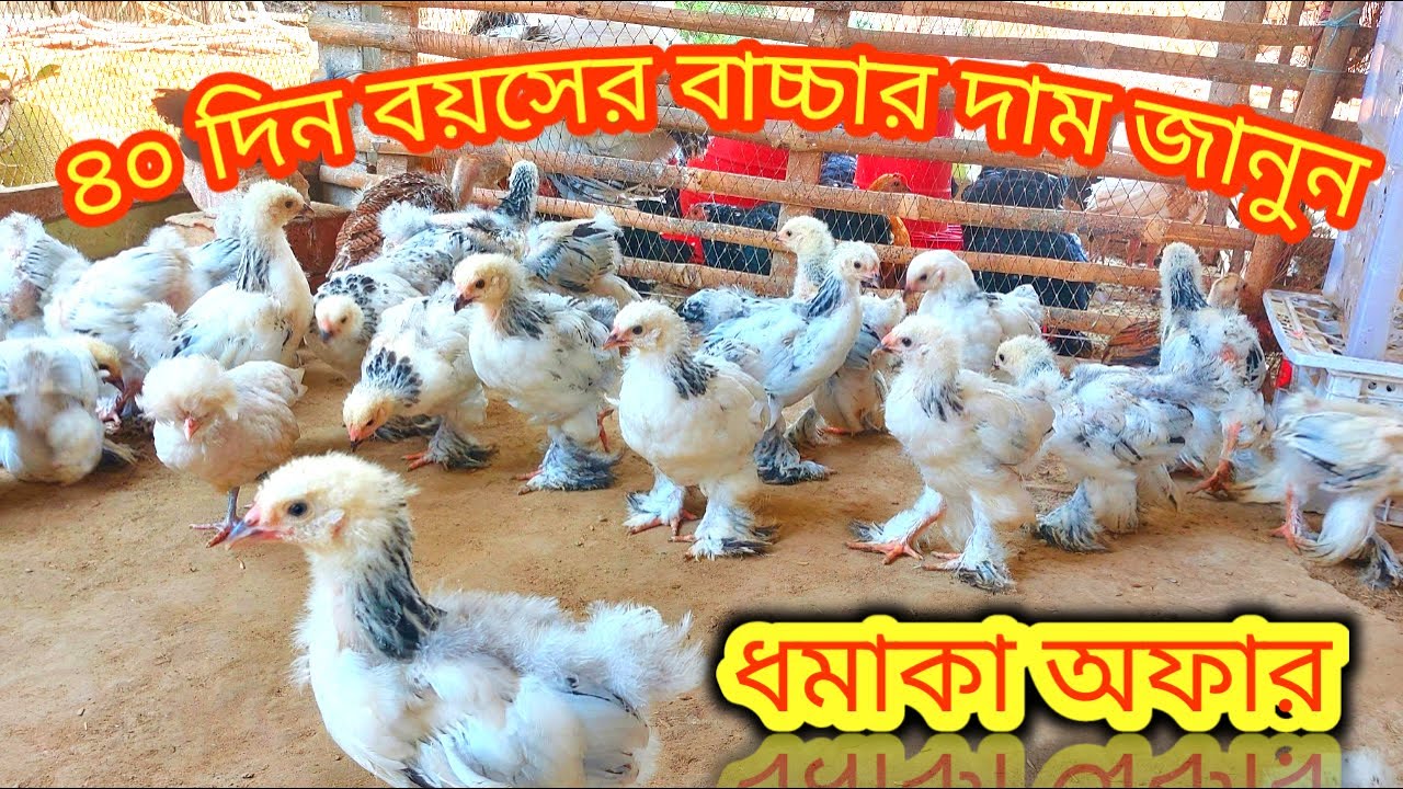 ৪০ দিন বয়সের অরজিনাল ব্রাহমা মুরগির বাচ্চার দাম জানুন,, বীজ ডিম পাওয়া যায়,, উল্লাপাড়া সিরাজগঞ্জ
