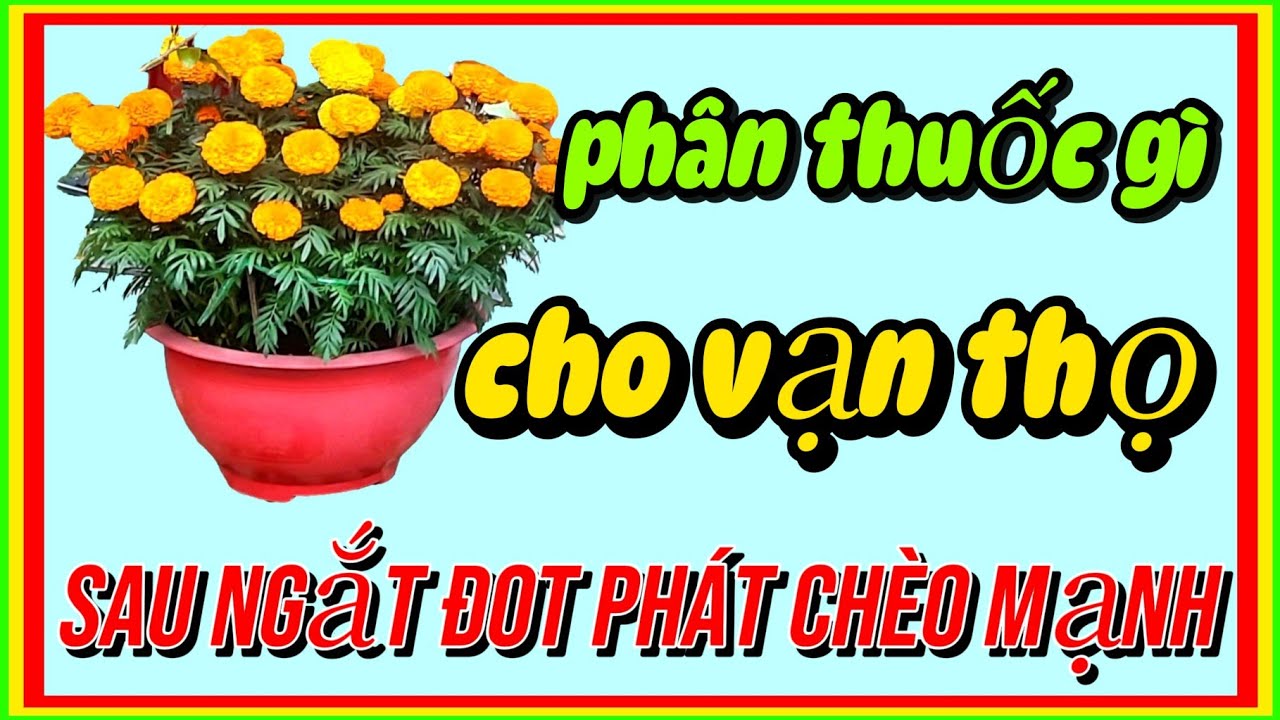 Phân thuốc gì cho vạn thọ sau khi ngắt đọt phát chèo mạnh