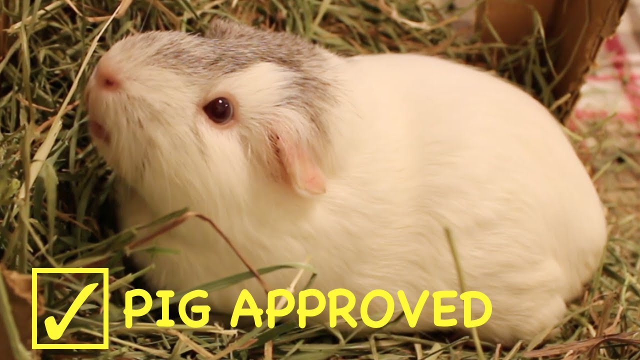 Guinea pigs review another DIY hay rack