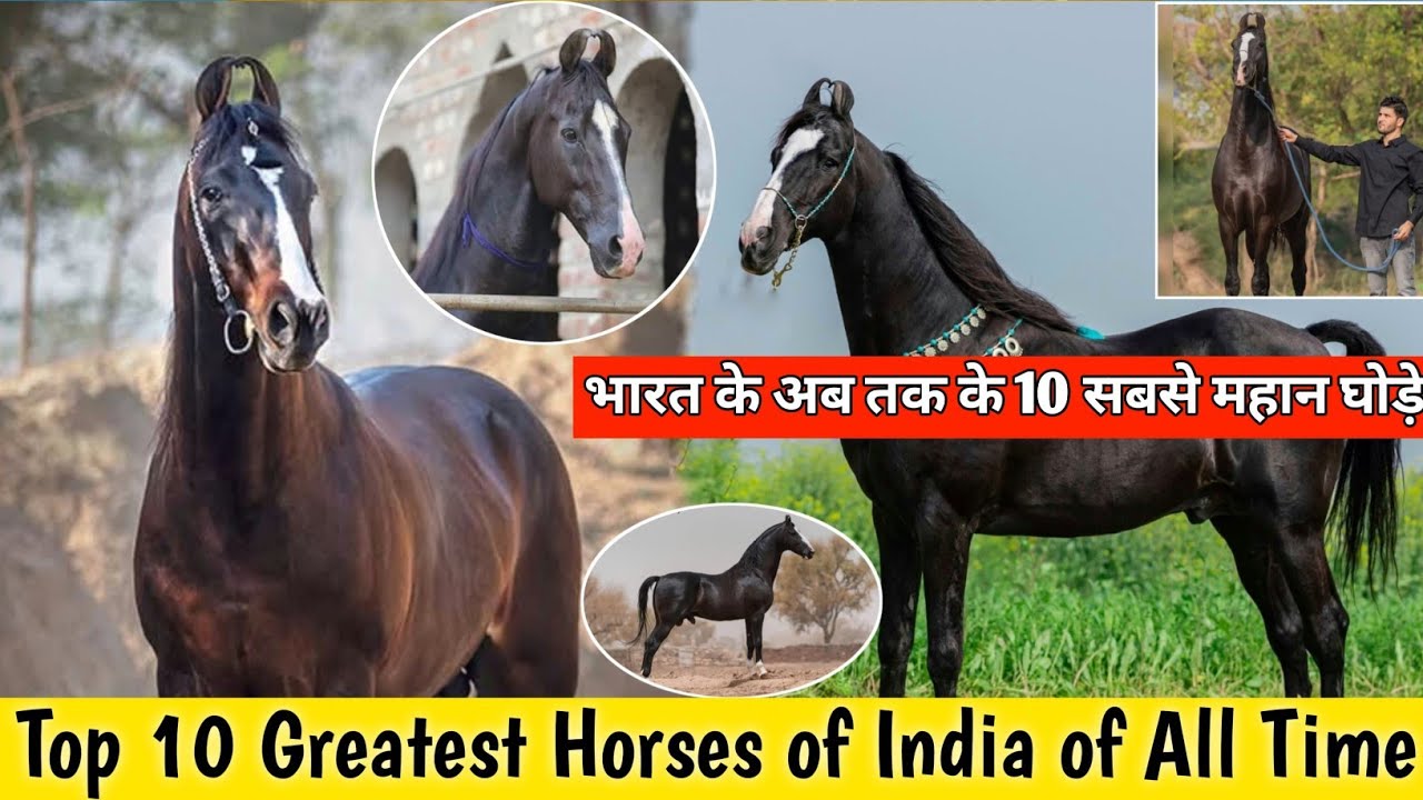 TOP 10 GREATEST HORSES OF INDIA OF ALL TIME || भारत के अब तक के 10 सबसे महान घोड़े ||