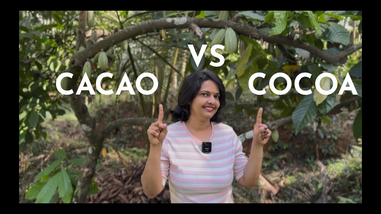 Cacao vs Cocoa | Cocoa Powder vs Cacao Powder | Difference between Cocoa and Cacao | KOKO PODS