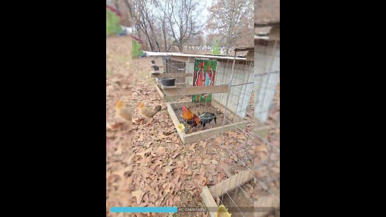 Vista en AC GAMEFARM  de la señora Margarita Camarena oklahoma @Mi-RANCHITOOO2 @LAPEÑAGALLISTICA