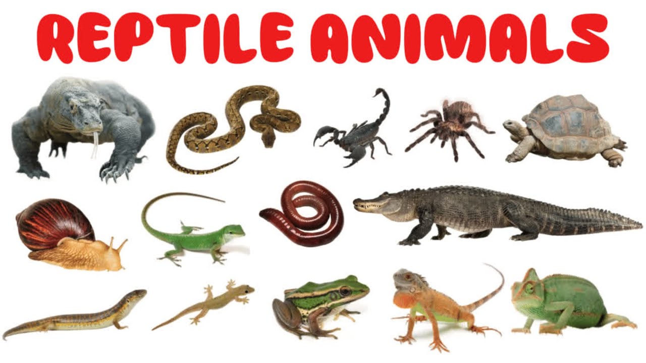 Amazing Reptiles for Kids | Learn Animal Names in English