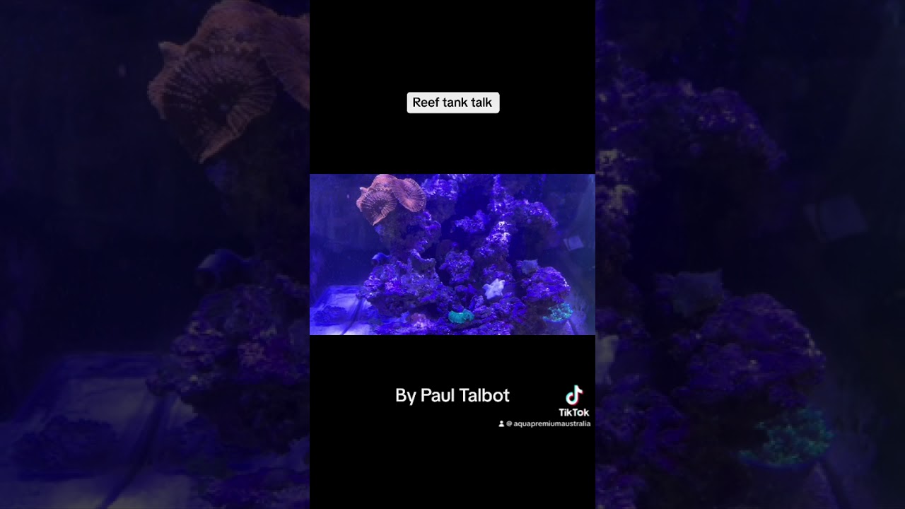 Reef tank talk nitrite
