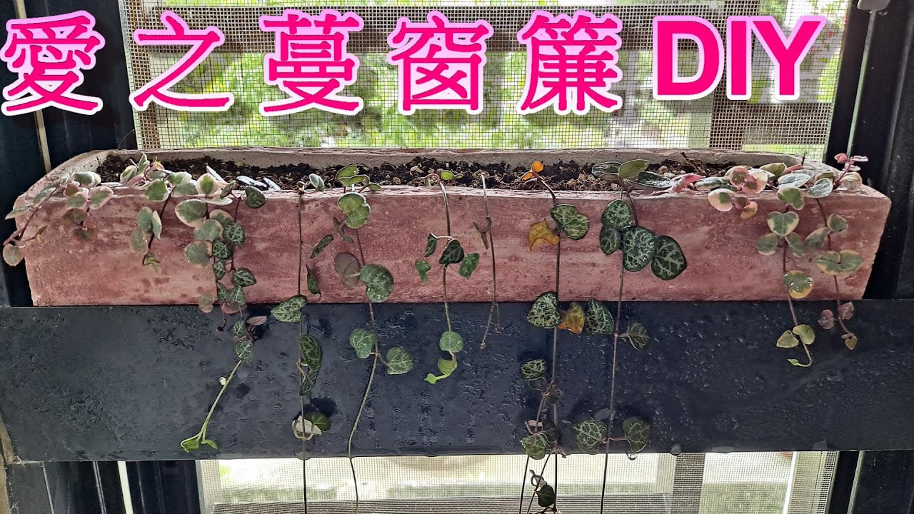 愛之蔓窗簾-把愛之蔓種在窗台上，讓心形葉片垂掛而下，變成愛心窗簾