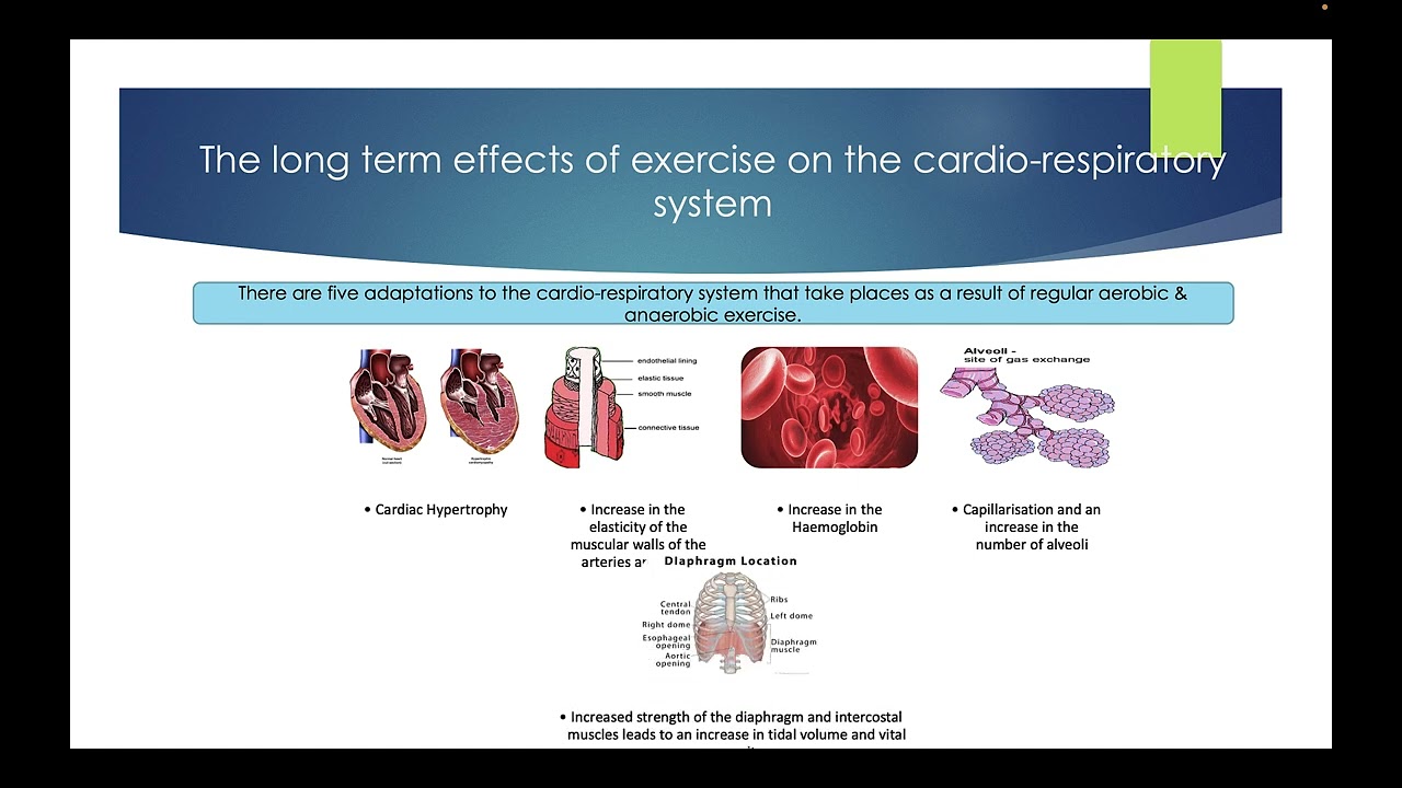 Cambridge Technical Level 3 - Sport - Short & Long-Term Effects of Exercise on the Muscular System