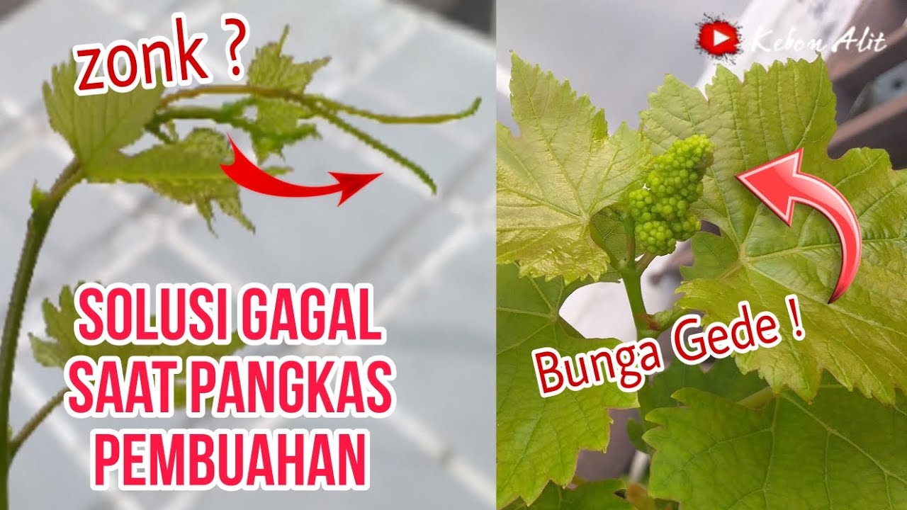Pangkas pembuahan GAGAL⁉️ Ini solusinya