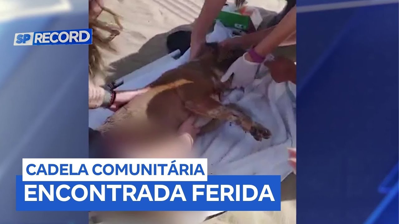 Cadela comunitária é encontrada ferida em Praia Grande (SP)