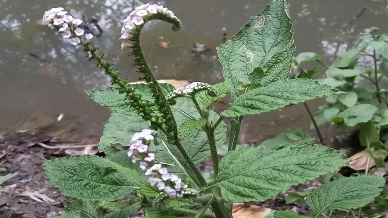 Amazing Herbal Plant  Secret Health Benefits of Indian Heliotrope That You Never Know