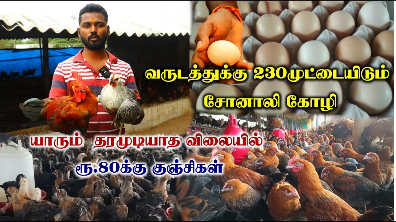 யாரும்  தரமுடியாத விலையில் ரூ.80க்கு சோனாலி கோழி | வருடத்திற்கு 230 முட்டைகள் | Sonali Kozhi Valarpu
