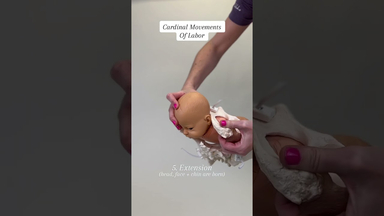 Cardinal Movements of Labor #givingbirth #childbirtheducation #pregnancyinformation #expectingmom