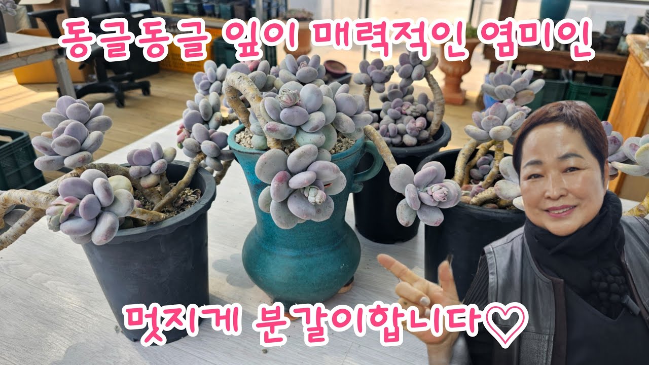 통통한 얼굴이 매력적인 염미인, 대품도 분갈이 쉽게할 수 있어요 ^^[2024.03.10]