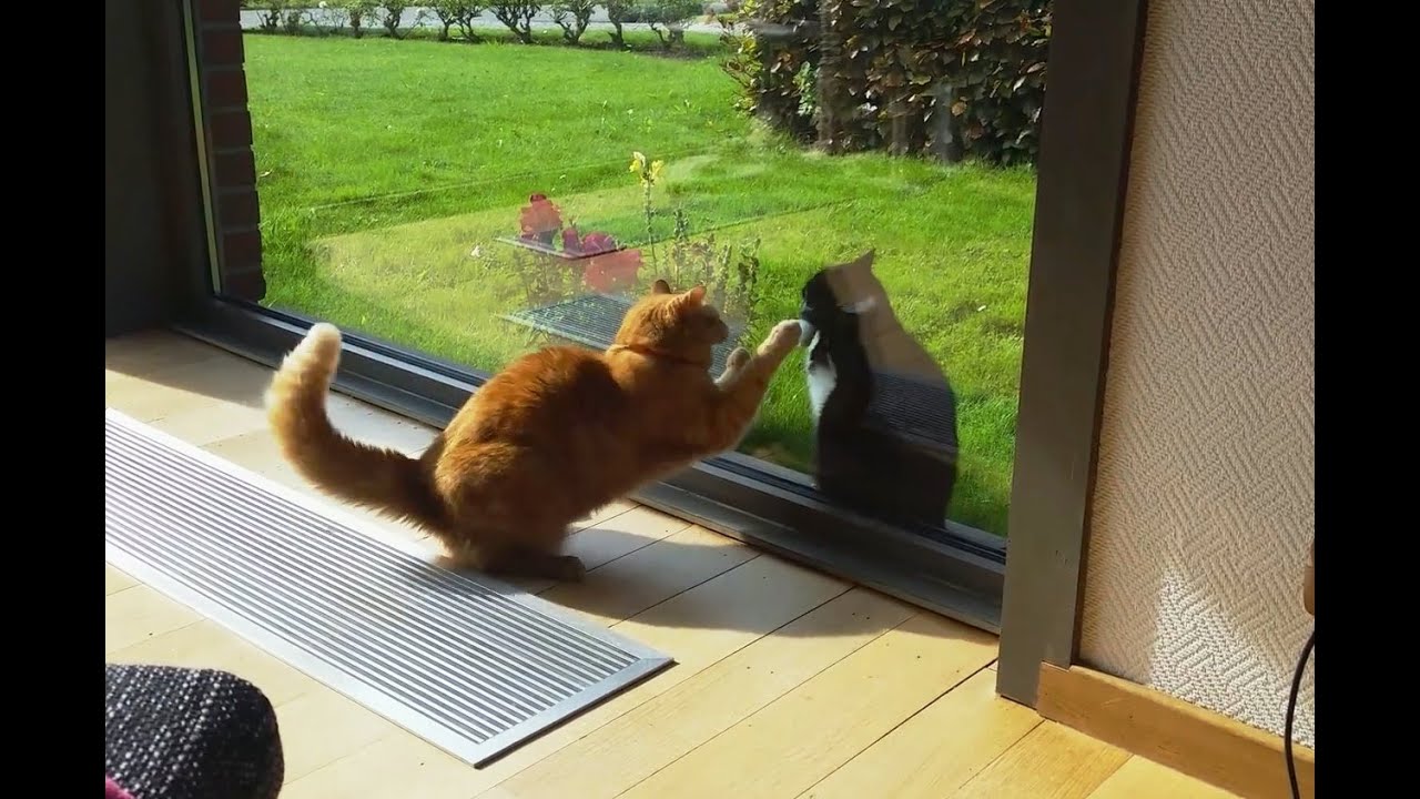 Cats Fighting Through Glass Doors 2016 [NEW]