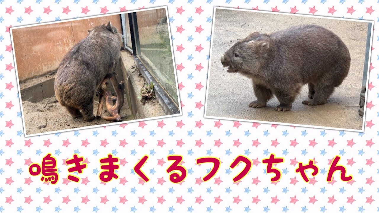 【wombat】鳴きまくるフクちゃん☆(Shahhhh)