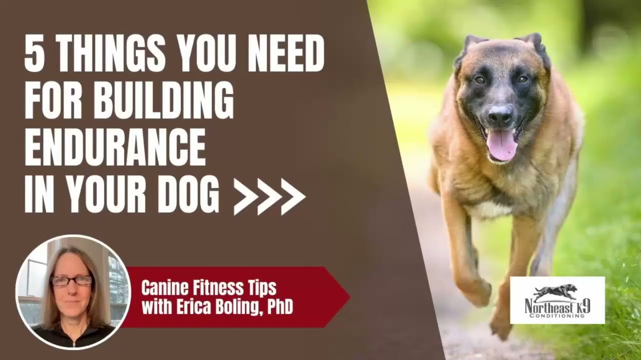 Boost Your Dog's Endurance: Tips for Sport and Working Dogs