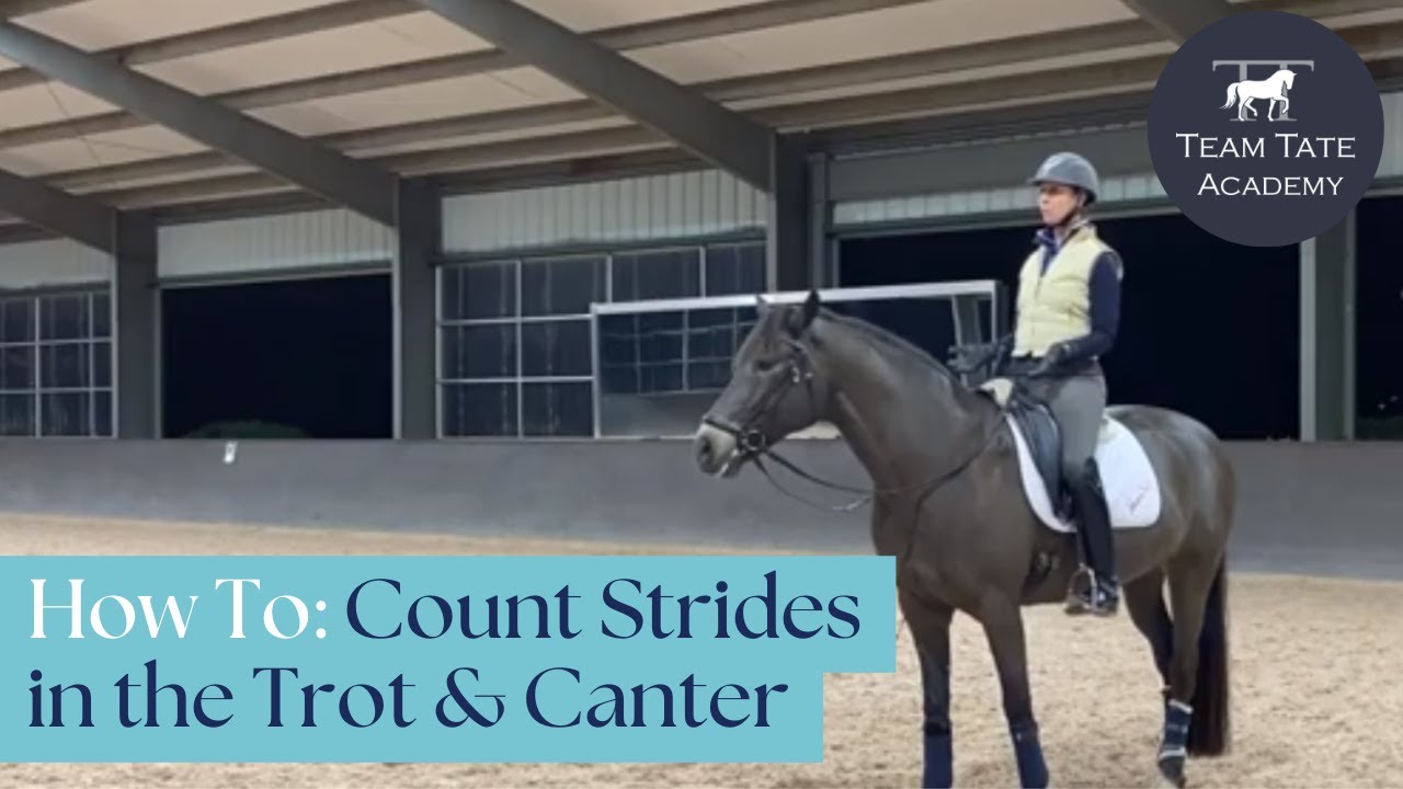 How To Count Strides in the Trot & Canter