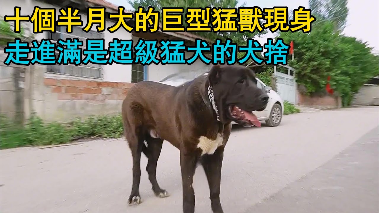 十個半月大的巨型猛獸現身，走進滿是超級猛犬的犬舍，跨物種奇緣！牧羊小狼想要小寶寶了，它的女友竟然是條