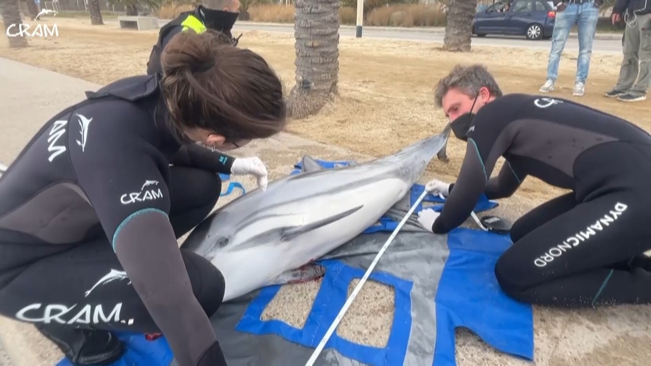 Apareix un dofí varat a la platja de Mataró