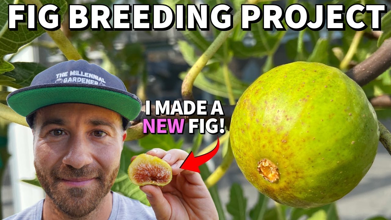 This BRAND NEW Fig Tree I Developed Is INSANELY Good!