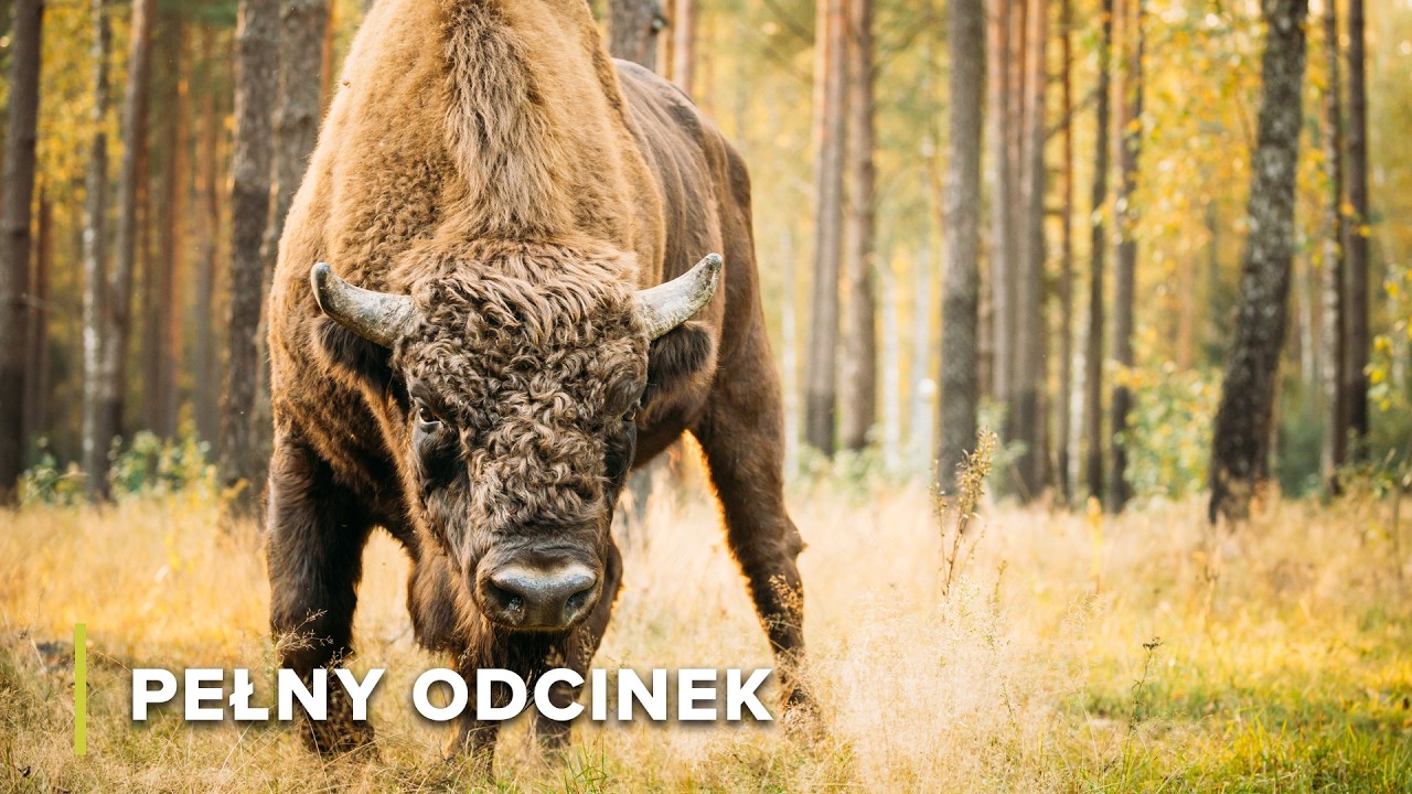 R&oacute;wnowaga Życia Leśnego w G&oacute;rach Skalistych | Dzika G&oacute;ry Skaliste 104