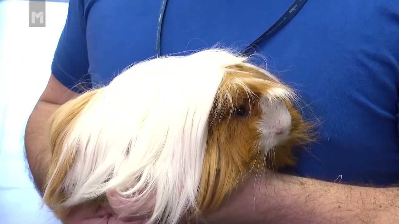 Kako poskrbimo za morske prašičke? /Mr.Pet/ O živalih in ljudeh