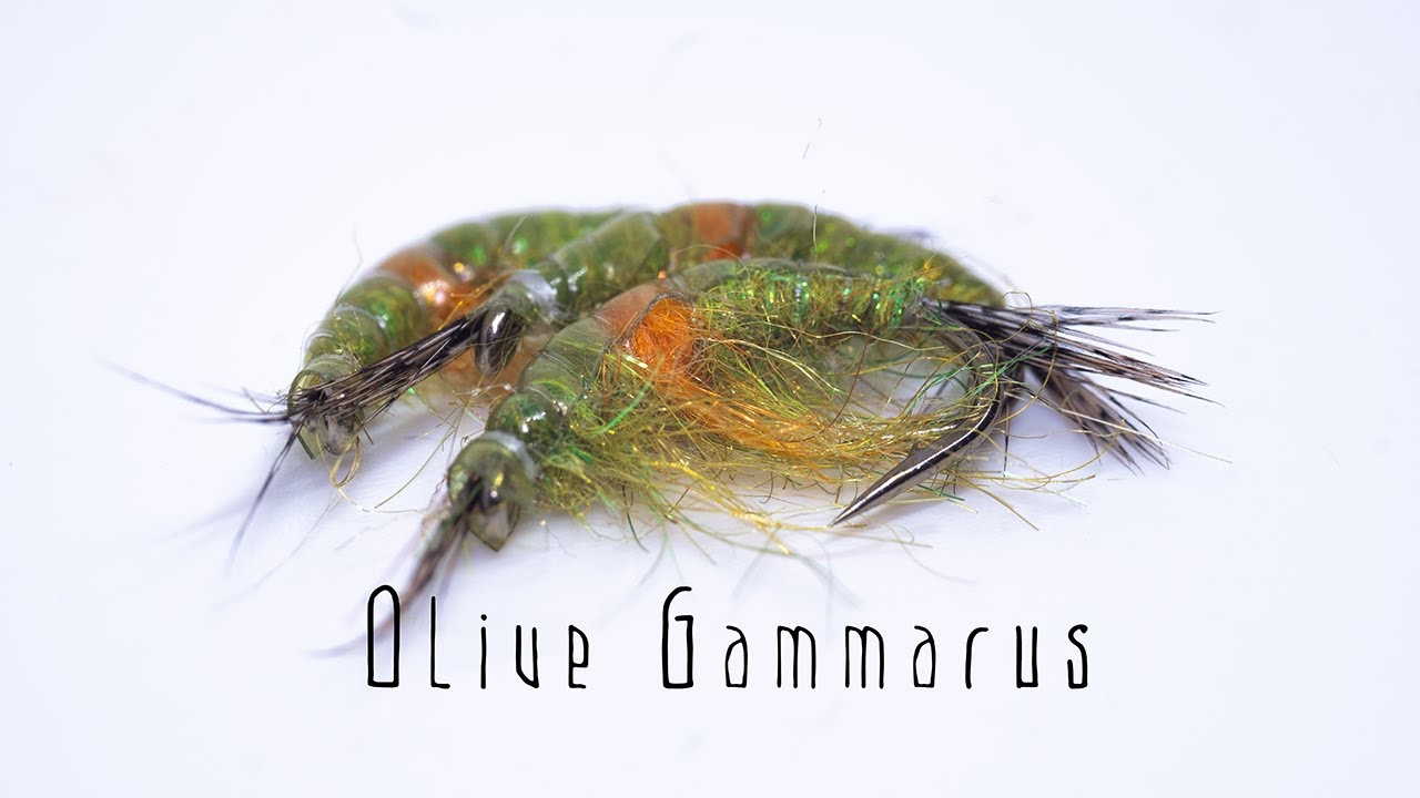 Olive Gammarus