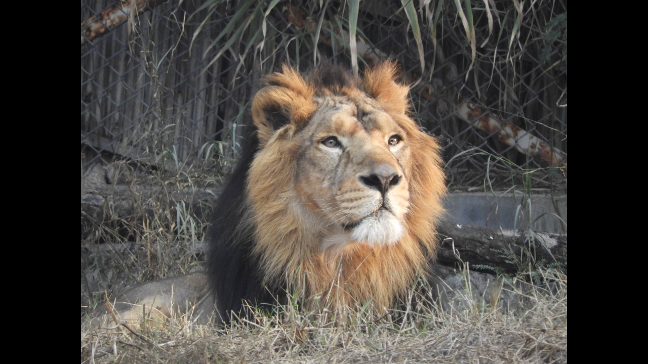 Delhi Zoo | Delhi Ka Chidiya Ghar | Delhi Zoo Online Ticket Booking, Ticket Prices, Timings