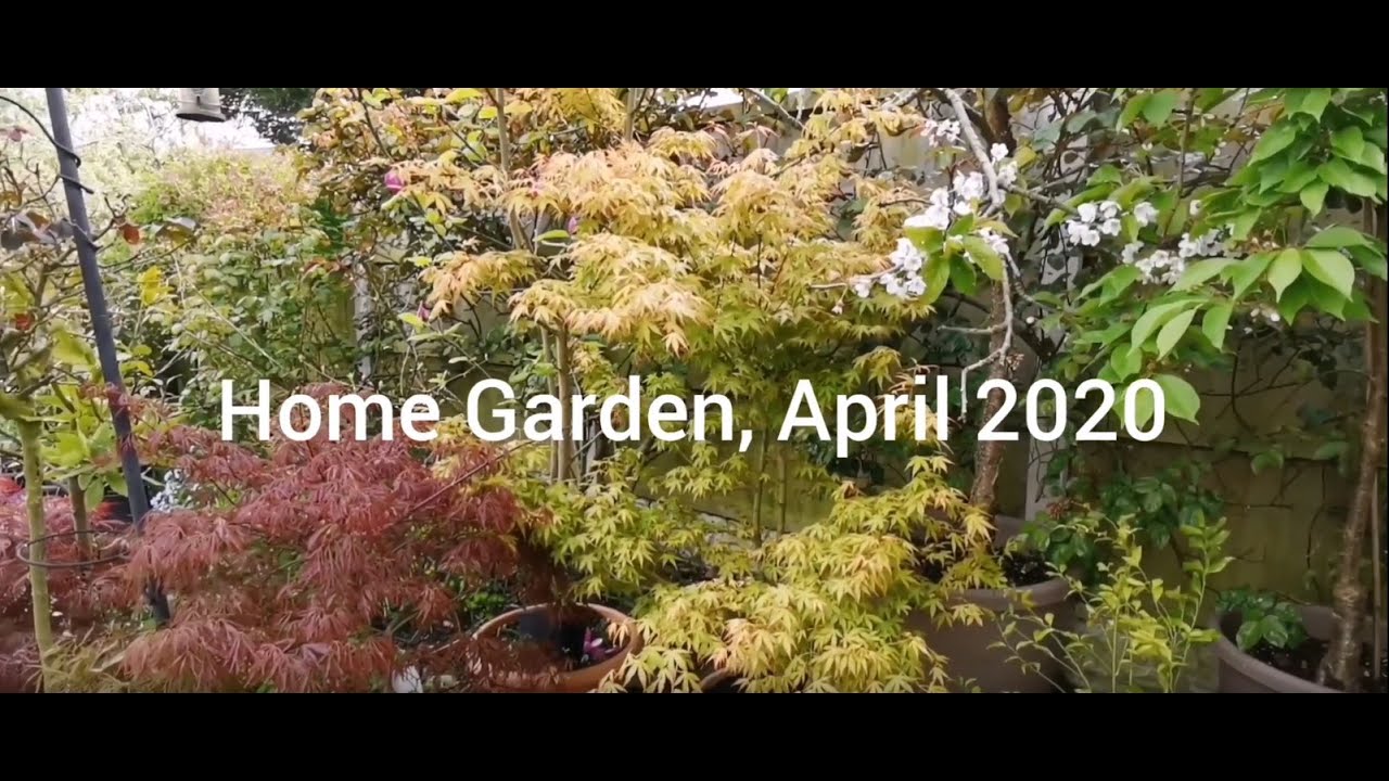 Home Garden, April, 2020