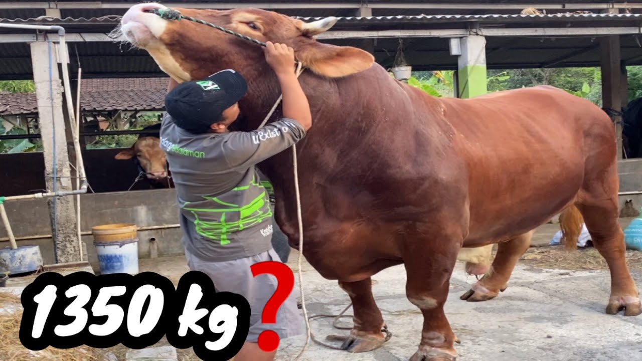 TORETO ‼️ RAKSASA KANDANG PEDALAMAN MELAMPOI BATAS TRUK