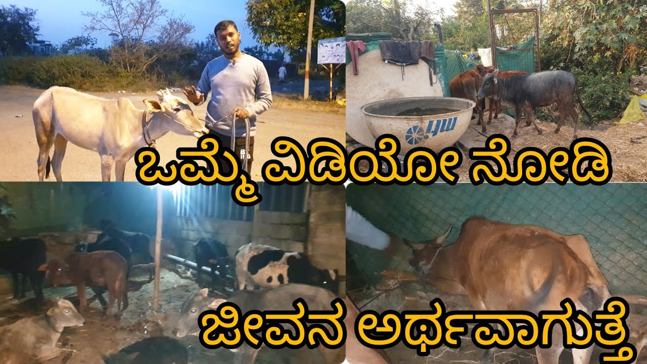 ಮೀಡಿಯಾ ಮುಂದೆ ನಿಂತ್ಕೊಂಡು ದನ ಸಾಕಬೇಕು ಅನ್ನೋದಲ್ಲ ಒಬ್ಬರಿಗೂ ತಿಳಿಯದ ಹಾಗೆ ಕಸಾಯಿಖಾನೆಯಿಂದ ತಂದು ಸಾಕ್ ತರಲ್ಲ ಇದು 