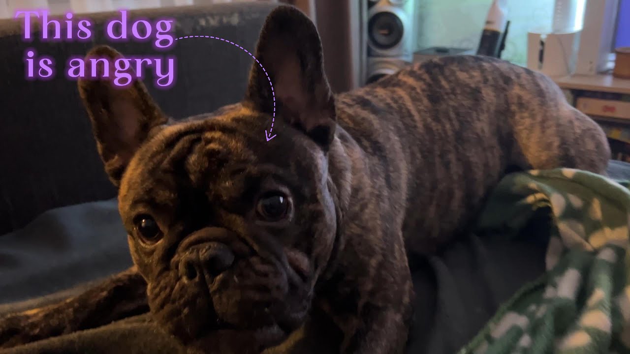 This dog is angry | French bulldog