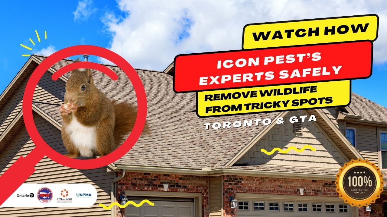 Humane Squirrel Removal + Safe Relocation!!! | Icon Pest Control (1 of 3)