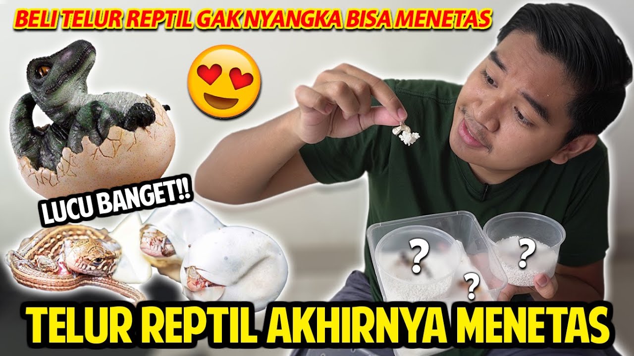 BELI TELUR REPTIL GAK NYANGKA BISA NETES! GACHA REPTIL KIRA-KIRA HOKI GAK YA?