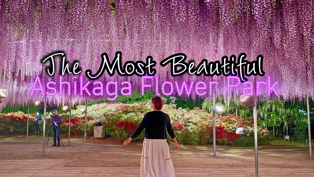 Breathtaking Japanese Wisteria at the Ashikaga Flower Park in Tochigi Prefecture