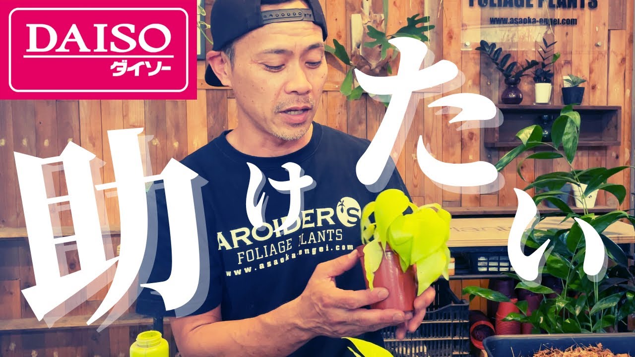 【100均】ダイソーで見つけた観葉植物を激変させるアイデア