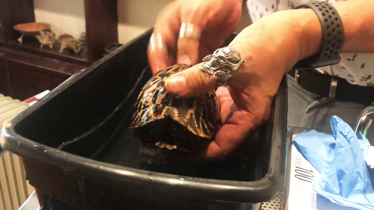 Tortuga Estrellada