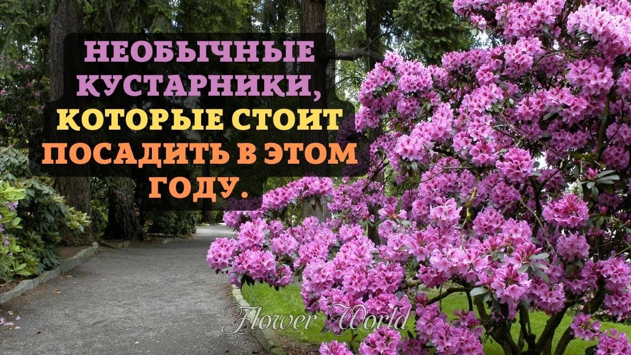 Необычные кустарники, которые стоит посадить в этом году.😍🌸