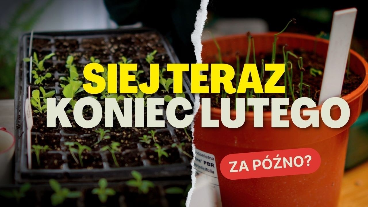 Co siać pod koniec lutego? To ostatni moment!