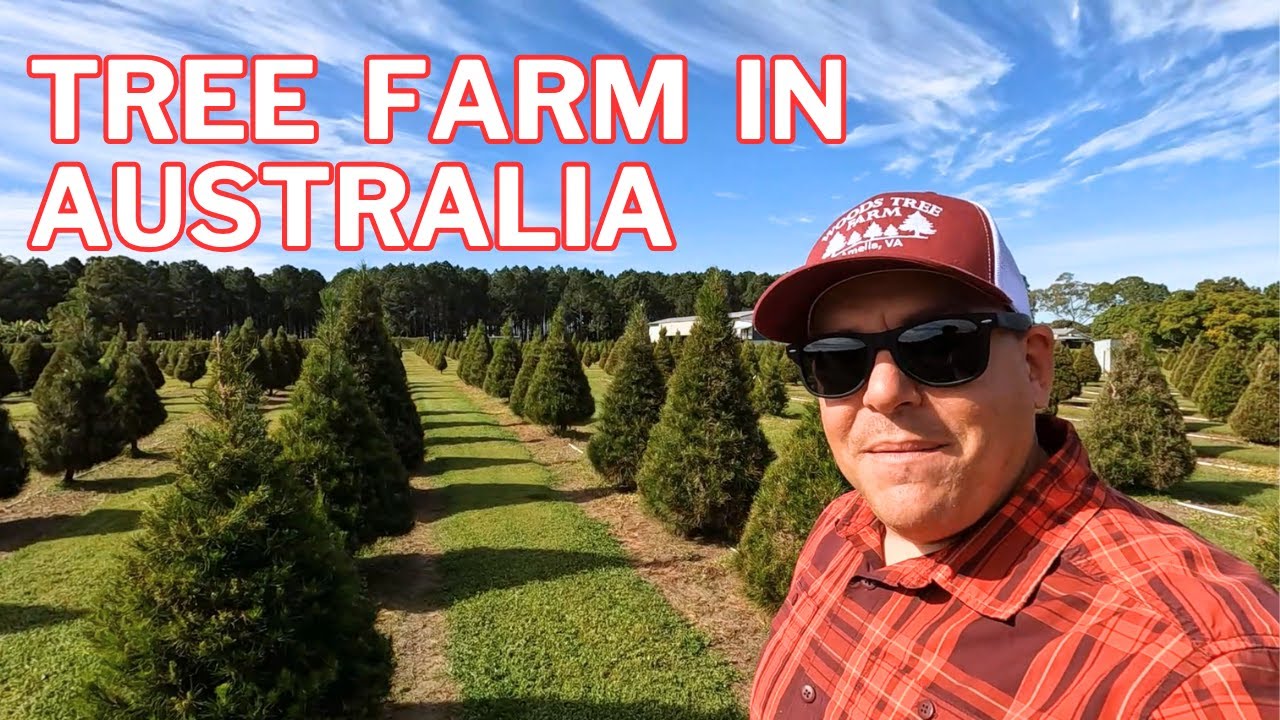 A Visit With A Christmas Tree Farm in Australia