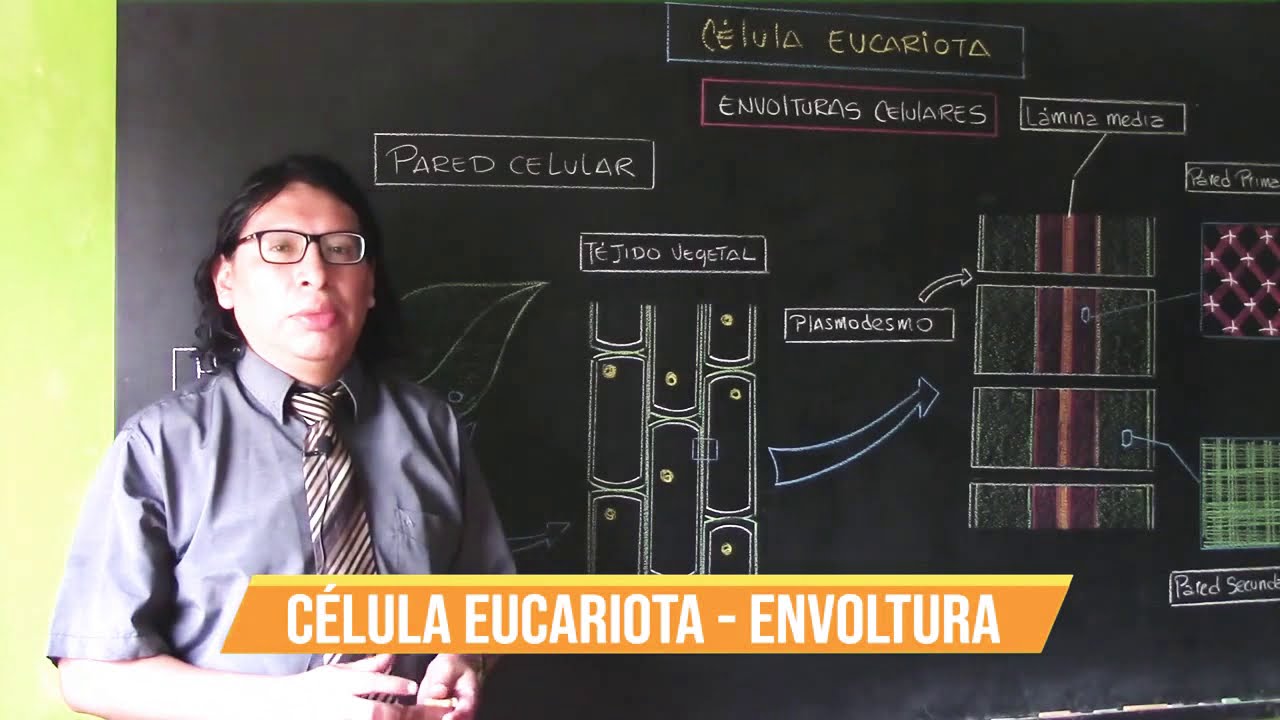 GC|Célula Eucariota / Envoltura Celular