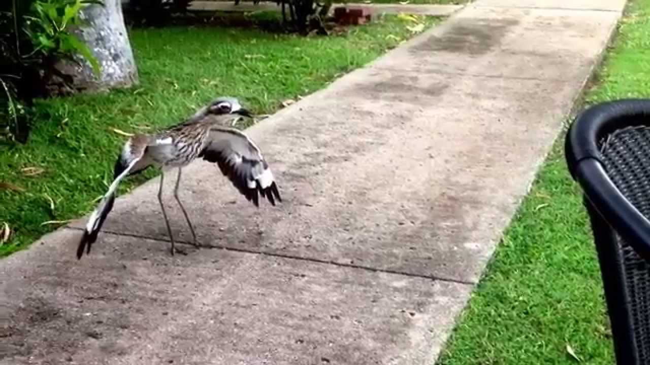 Bird Life - Kamikaze Kookaburra Attacks Curlew at Acadia, Magnetic Island, Townsville